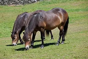 Exmoor: Two Exmoor ponies grazing Valley of the Rocks