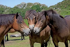 Exmoor: Three Exmoor ponies having discussion