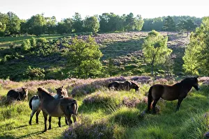 Ashdown: Exmoor ponies in heathland at dawn