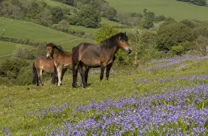 Scilla: Exmoor ponies, mares and foals, in dense bluebell