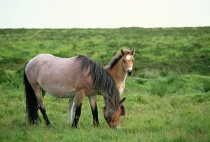 Maureen Brown: Exmoor Ponies - Mother and Foal