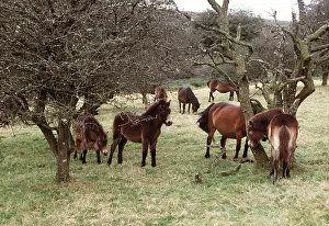 Scratching: Exmoor Ponies - by trees