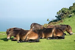 Lynton: Exmoor ponies at the Valley of Rocks, Lynton, England