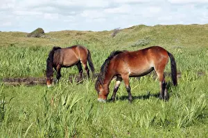 Exmoor: Exmoor Pony - 2 ponies grazing on marshland