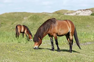 Exmoor: Exmoor Pony - 2 ponies grazing on marshland