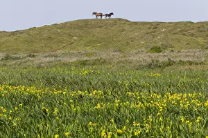 121118: Exmoor Pony - 2 ponies standing on hilltop above