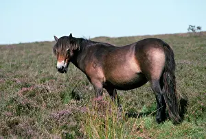 Exmoor: EXMOOR PONY