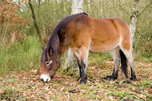 Exmoor: Exmoor Pony