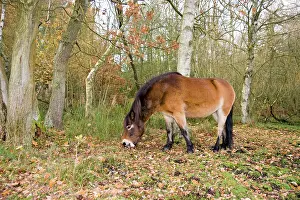 Exmoor: Exmoor Pony