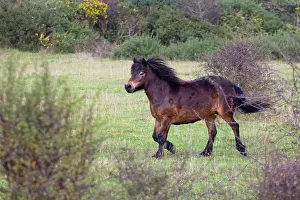 Exmoor: Exmoor Pony