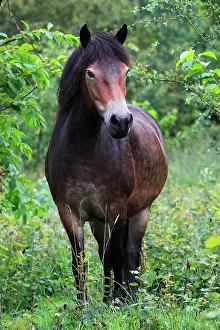 Equids: Exmoor pony