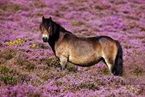 Mamma: Exmoor Pony, Blooming heather, moorland, Exmoor