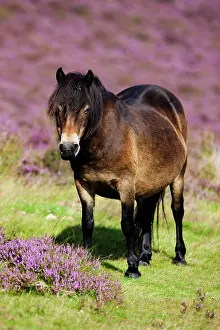 Mamma: Exmoor Pony, Blooming heather, moorland, Exmoor
