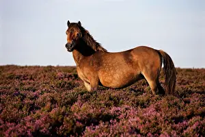 Heaths: Exmoor Pony, Blooming heather, moorland, Exmoor