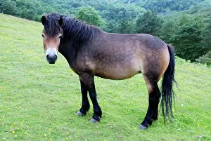 Exmoor: Exmoor Pony conservation grazing in the Mendips