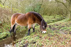 Exmoor: Exmoor Pony - feeding beside stream