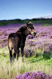Heide: Exmoor Pony, foal, blooming heather, Heideandschaft