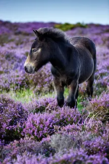 Heide: Exmoor Pony, foal, blooming heather, Heideandschaft