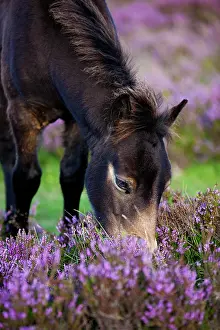 Graze: Exmoor pony, foal grazing, blooming heather, Heideandschaft