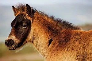 Exmoor: Exmoor Pony, foal, portrait, Exmoor National Park