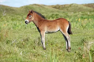 Exmoor: Exmoor Pony - foal resting