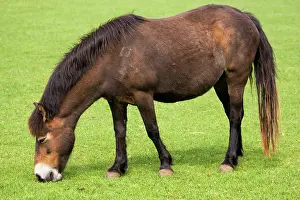 Exmoor: Exmoor pony grazing