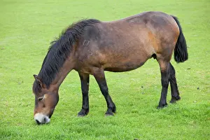 Exmoor: Exmoor Pony grazing