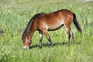 Exmoor: Exmoor Pony - grazing on marshland