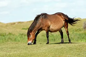Exmoor: Exmoor Pony - grazing on marshland