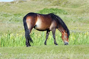 Exmoor: Exmoor Pony - grazing on marshland