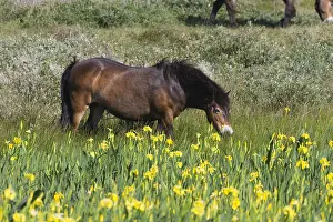 Exmoor: Exmoor Pony - grazing on marshland, De Bollekamer