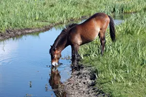 Exmoor: Exmoor Pony - mare drinking from creek