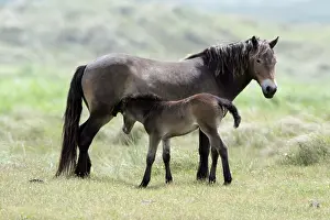 Exmoor: Exmoor Pony - Mare suckling foal