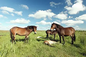 Exmoor: Exmoor Pony - Mares and foals resting on marshland