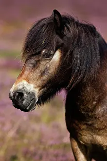 Somerset: Exmoor Pony, portrait, Exmoor National Park, Somerset