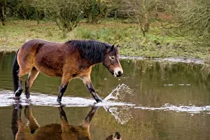 Exmoor: Exmoor Pony - walking in pond