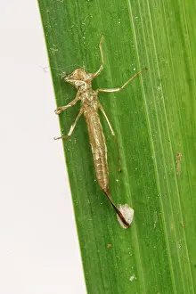 Devon: Exoskeleton of Damselfly