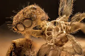 Exuvium: Exoskeleton or exuvium left by a small jumping spider