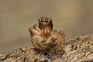 Exuvium: Exoskeleton or exuvium left by a small jumping spider