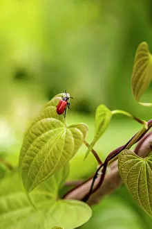 Control: Exotic air potato leaf beetle eat leaves