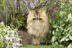 Shaded: Exotic black golden shaded cat outdoors