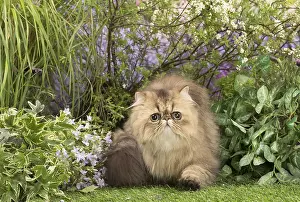 Shaded: Exotic black golden shaded cat outdoors