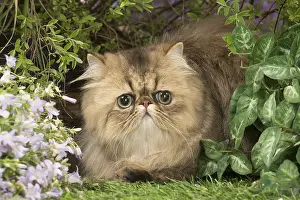 Shaded: Exotic black golden shaded cat outdoors