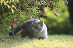 Shortair: Exotic Shortair she cat careful in a garden France