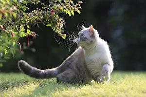Shortair: Exotic Shortair she cat careful in a garden France
