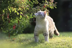 Shortair: Exotic Shortair she cat careful in a garden France