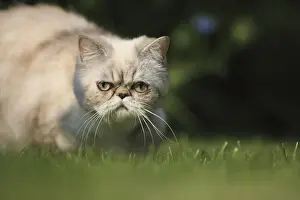 Curiosities: Exotic Shortair she cat careful in a garden France