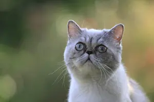Vibrissa: Exotic Shortair she cat careful on a garden table France