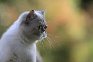 Vibrissa: Exotic Shortair she cat careful on a garden table France