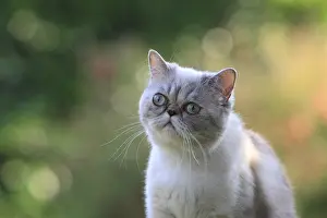 Ease: Exotic Shortair she cat careful on a garden table France